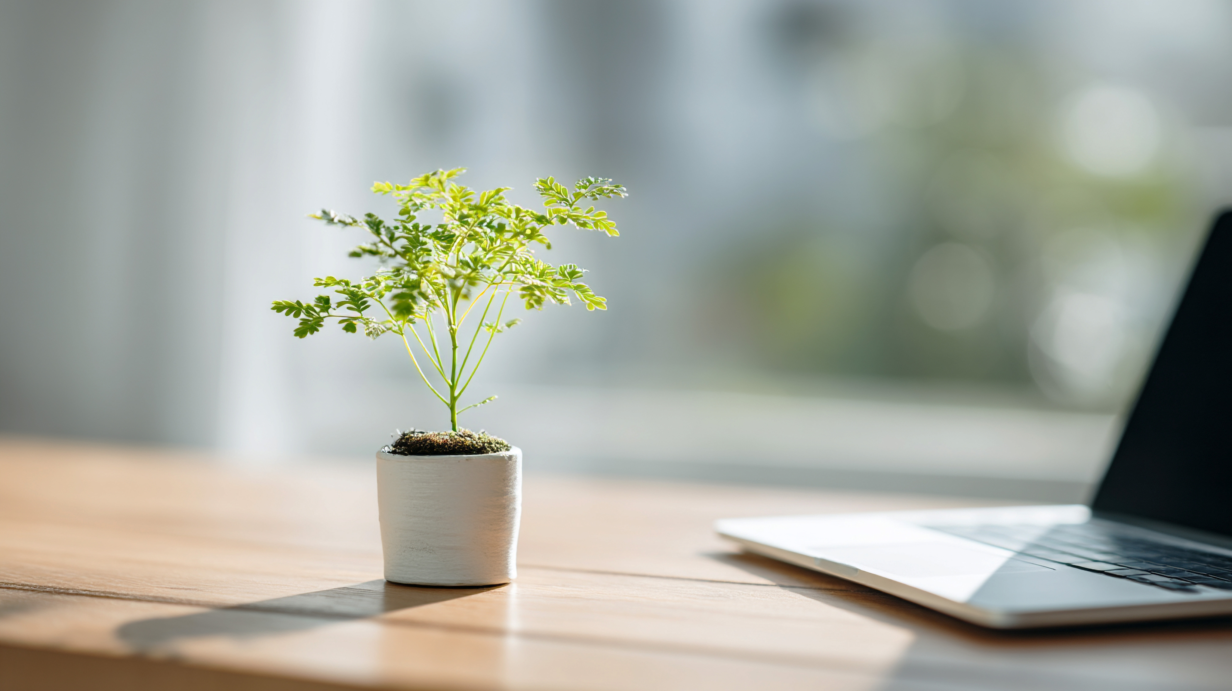 観葉植物が置かれた明るいオフィス